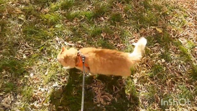 21 октября 2023 г. Исчезли солнечные дни 🐱 🍁 смотреть онлайн