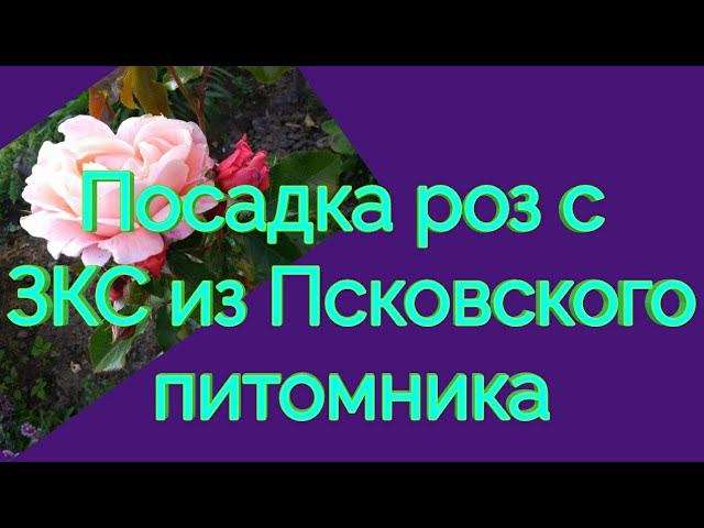 Посадка роз из Псковского питомника.☀️ смотреть онлайн
