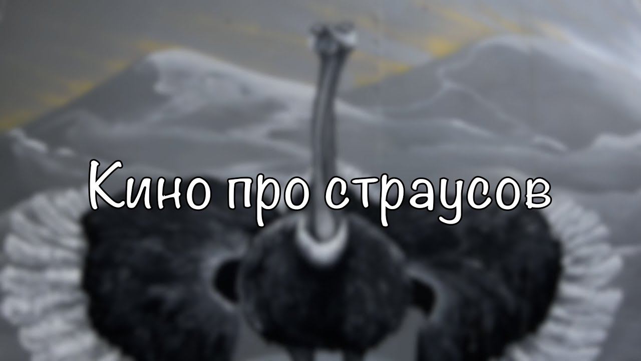 Кино про страусов, и не только... смотреть онлайн