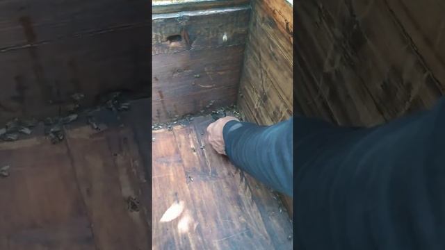 Смотрим улики на мёд 🍯 смотреть онлайн