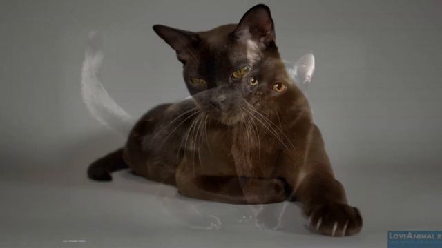 Черные кошки смотреть онлайн