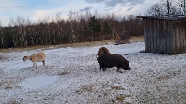 Ремонт в старом доме. Мы уже видим конец ремонта, остались последние штрихи. смотреть онлайн