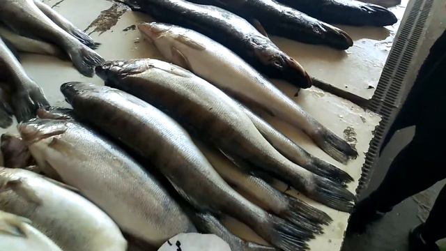 /ПРИВОЗ ОДЕССА/ ЦЕНЫ НА РЫБУ 20/05/2022 смотреть онлайн