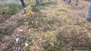 Грибы ?  Владимирская обл и это наверное конец