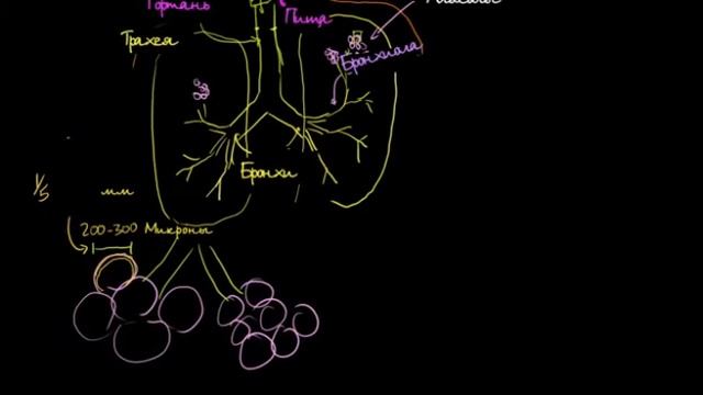 Легкие и дыхательная система Учебная схема Khan Academy/ биология смотреть онлайн