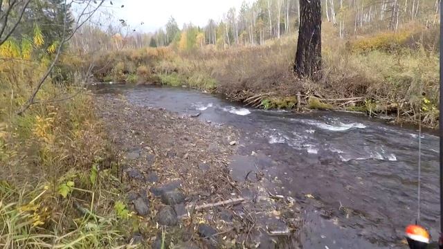 Ловля ХАРИУСА Осенью 2020г ,ЗАСЕКРЕЧЕННАЯ Речка в ТАЙГЕ!/Рыбачим в БОБРОВОЙ Запруде/КАТИТЬСЯ, КЛЮЕТ смотреть онлайн