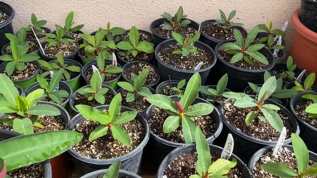 Es recomendable poner plantas grandes en Coco? смотреть онлайн