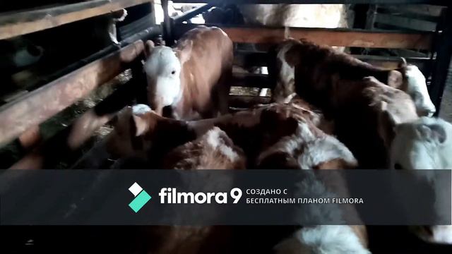 Наши новые телята🐄🐮🐂 смотреть онлайн