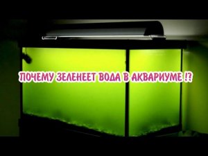ПОЧЕМУ ЗЕЛЕНЕЕТ ВОДА В АКВАРИУМЕ И КАК С ЭТИМ БОРОТЬСЯ