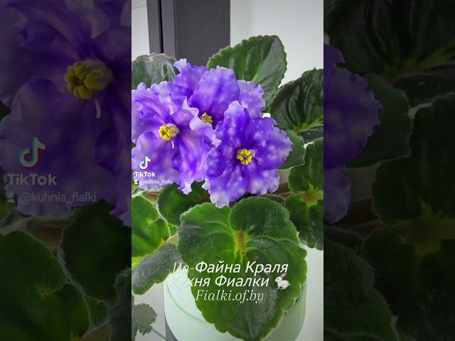 Dn-Файна Краля, Dn-Рiдзво и химерный спорт Н-Белый Танец смотреть онлайн