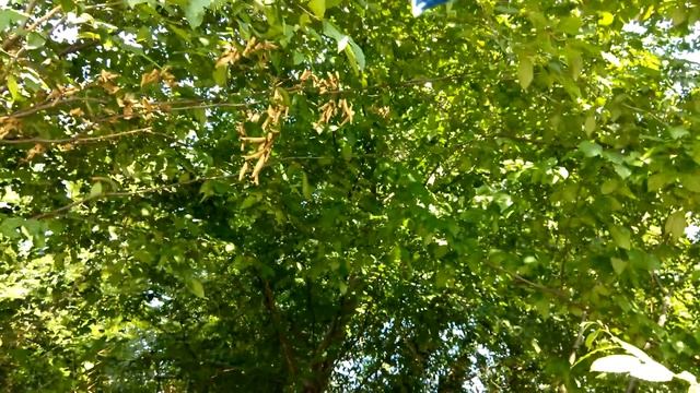 Мешочек для четок смотреть онлайн