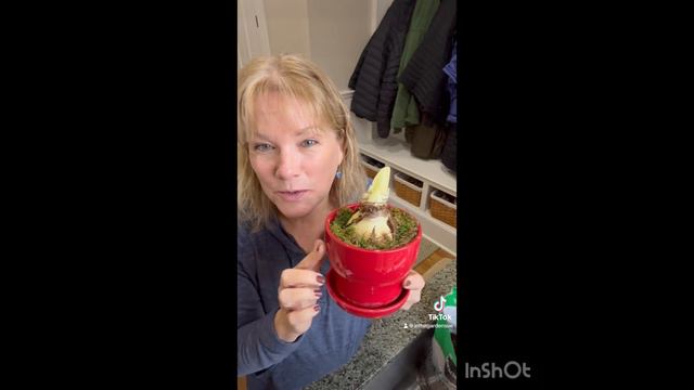 Tips for planting Amaryllis for Holiday Blooms смотреть онлайн