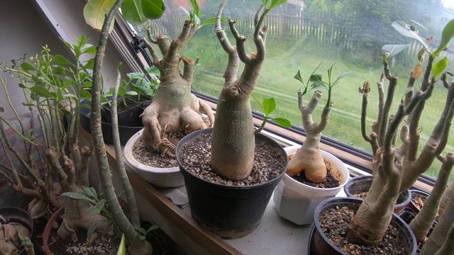 Adenium OBESUM, ARABICUM, SOMALENSE, THAI SOCOTRANUM
