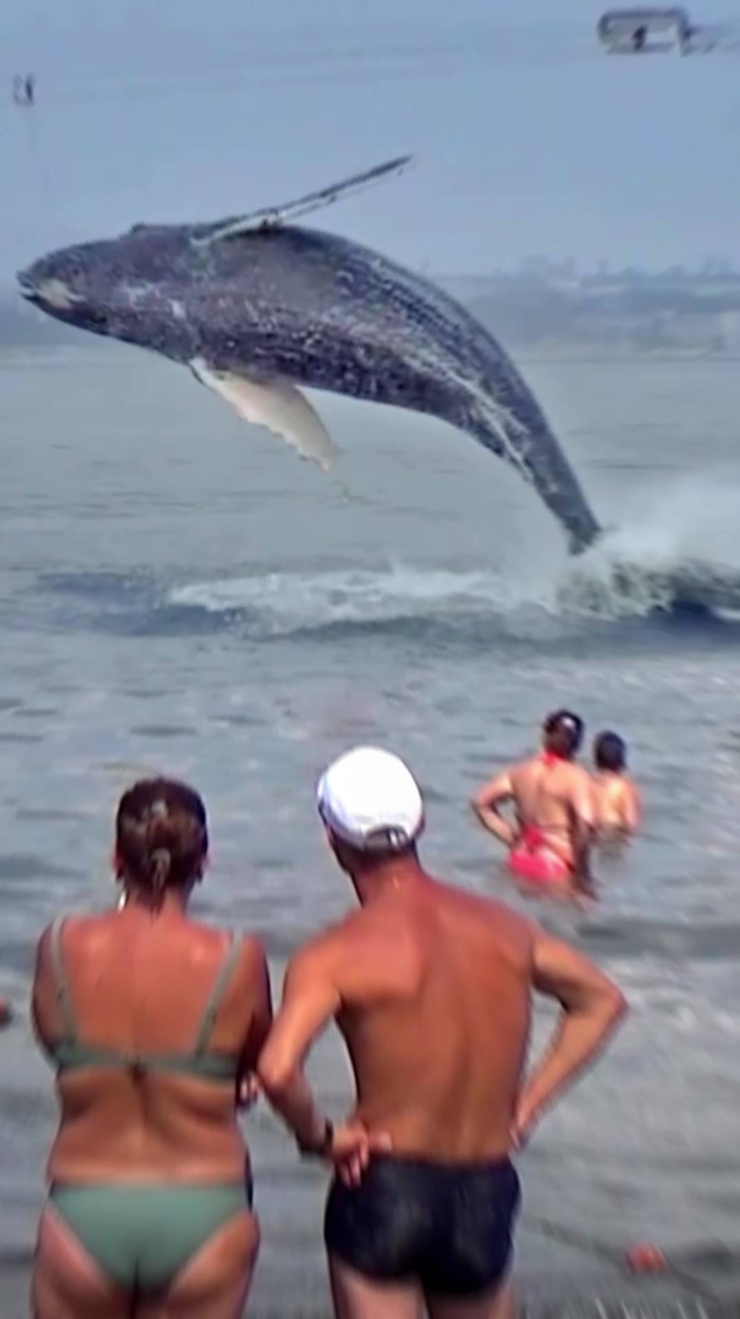 Анапа. Кит приплыл к берегу смотреть онлайн