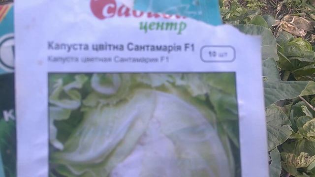 Заморозки / Капуста / Ранняя капуста осенью . смотреть онлайн