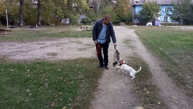 Джек рассел терьер и шкура барсука. Подарок Шуне на 6 месяцев. смотреть онлайн