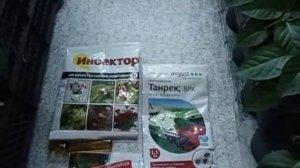 КАК ИЗБАВИТЬСЯ ОТ ТЛИ НА РАССАДЕ ПЕРЦА И БАКЛАЖАН   Видеоурок Ольги Черновой 21 марта 2017 года