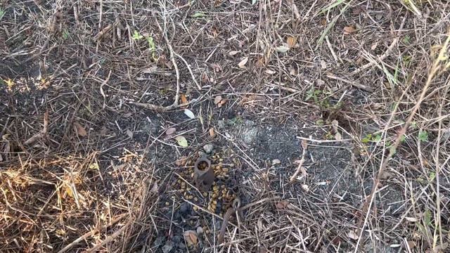 How to Trap Raccoons! (Catch Clean and Cook) смотреть онлайн