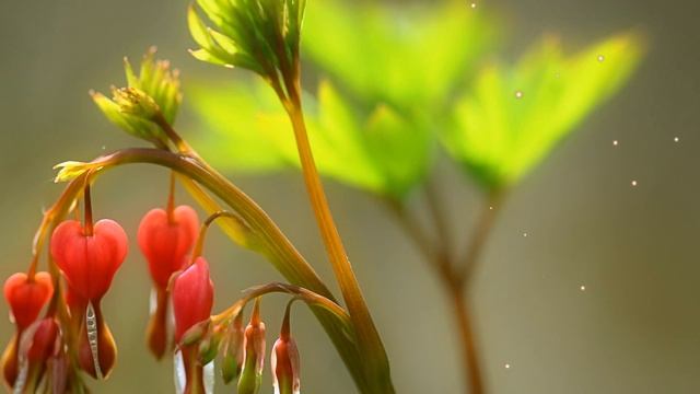 Великолепная дицентра смотреть онлайн