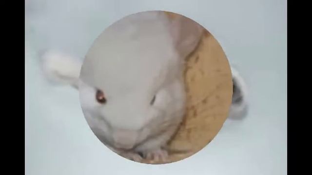 породы шиншилл смотреть онлайн