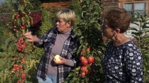 Яблони-колонны в вашем саду / колонновидные яблони