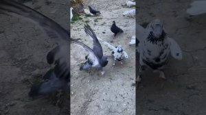 Широкохвостые бакинские голуби