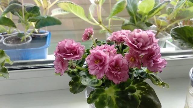 Новые сорта фиалок. смотреть онлайн