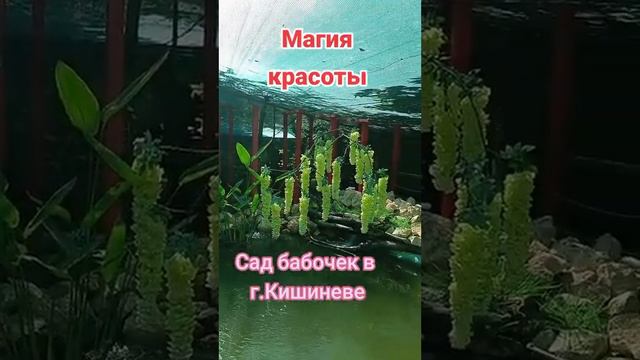 Магия красоты, сад бабочек в г.Кишиневе смотреть онлайн