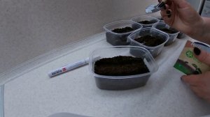 Астра всходит на 2-3 день.Мой фирменный способ посева астр.21.03.2021