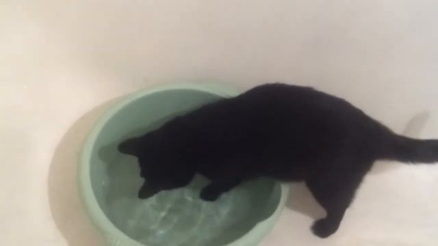 кот Филимон лезет в любимый таз с водой смотреть онлайн
