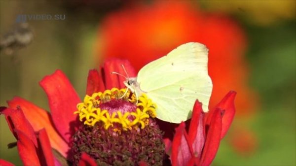 Бабочка Лимонница (Крушинница). AllVideo.