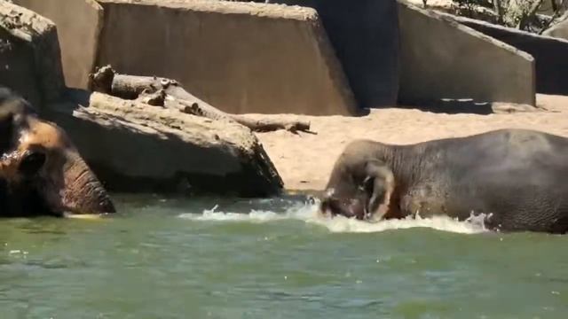 Elephants swimming @Artis Zoo Amsterdam смотреть онлайн