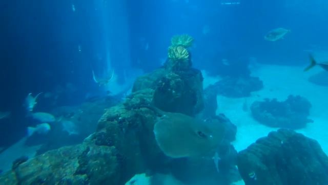 Лиссабонский Океанариум (lissabon aquarium) смотреть онлайн