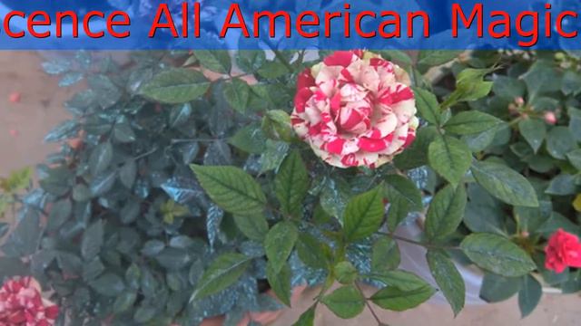 Inflorescence All American Magic rose - French rose color gorgeous смотреть онлайн