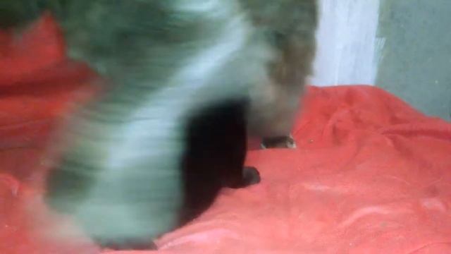 Какие бывают кошки голубой солид порода Мейн кун Масса 8 2 кг смотреть онлайн