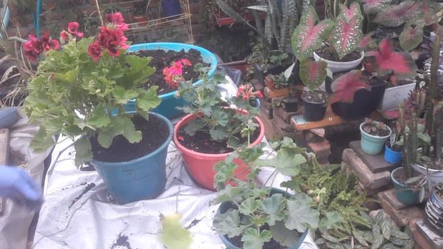 FÁCIL DE CUIDAR GERANIO CHINO (PELARGONIUM GRANDIFLORUM)eloasisdesonia смотреть онлайн
