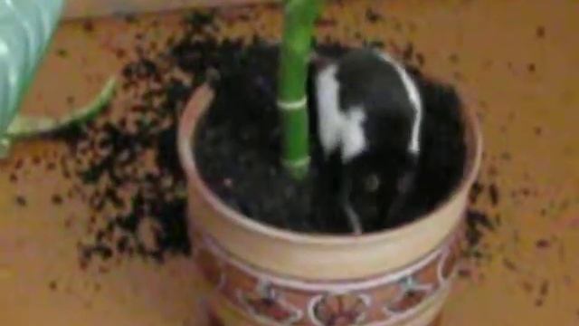 декоративная крыса смотреть онлайн