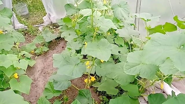 Как бороться с паутинным клещом в теплице? смотреть онлайн