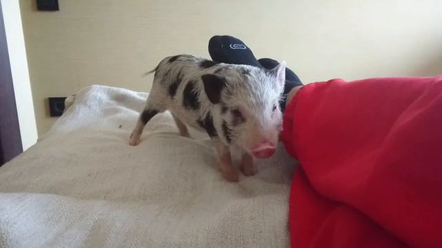 AnimalsTrade.ru канал о животных смотреть онлайн