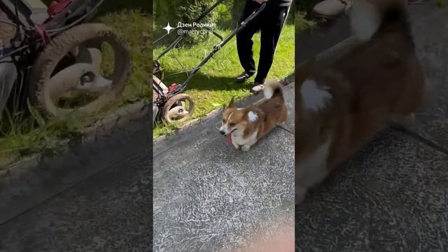 открытие дачного сезона? #коржмарти #корги #коржик #собакаулыбака #животные #дача #лето #corgi #dog смотреть онлайн