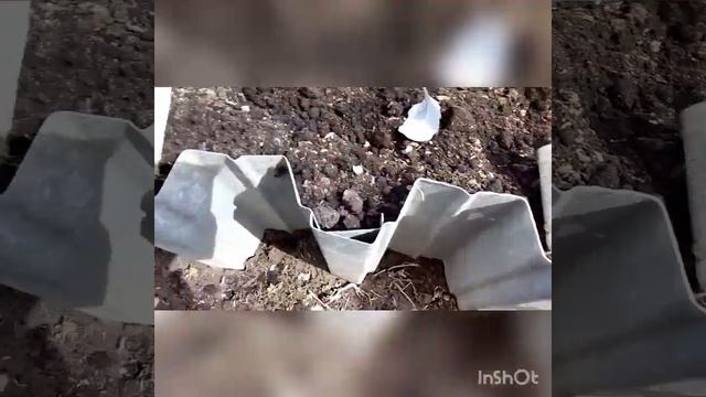 Посадка рассады капусты в грядки -апрель. смотреть онлайн