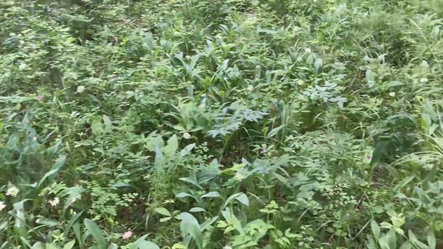 Биотехния на охотугодьях /  кормушки для косули /  Митсубиши Делика по бездорожью /  ночь в Зимовье