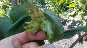 Северный фундук.Сортоформа 4219 на второй год.Весь сезон 2020.