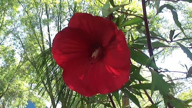 Hardy Hibiscus - Red Rose Mallow - Tropical Plants in Minnesota смотреть онлайн