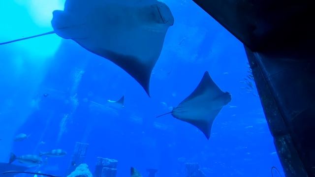 Aquaventure Waterpark аквариум