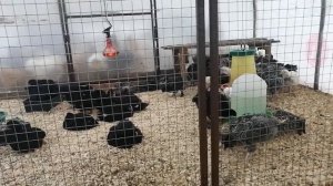 Содержание цыплят в теплице зимой.