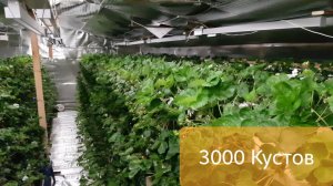 // КЛУБНИКА ЗИМОЙ ДЕТАЛЬНОЕ ВИДЕО // INDOOR STRAWBERRY FARMING //