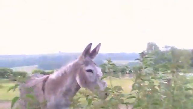 donkeys...AVI смотреть онлайн