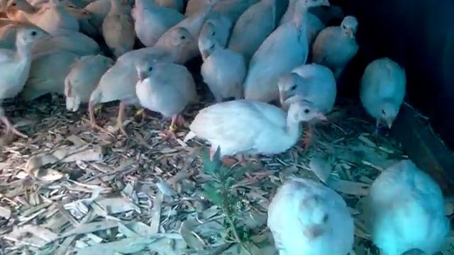 Волжская белая цесарка 1 месяц смотреть онлайн