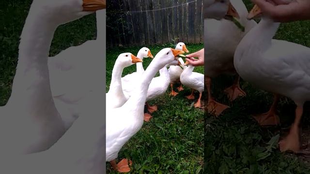 Гусыня жадина! Смешное прикольное видео. Гуси кушают огурчик! Любимое лакомство белых гусей Линда. смотреть онлайн